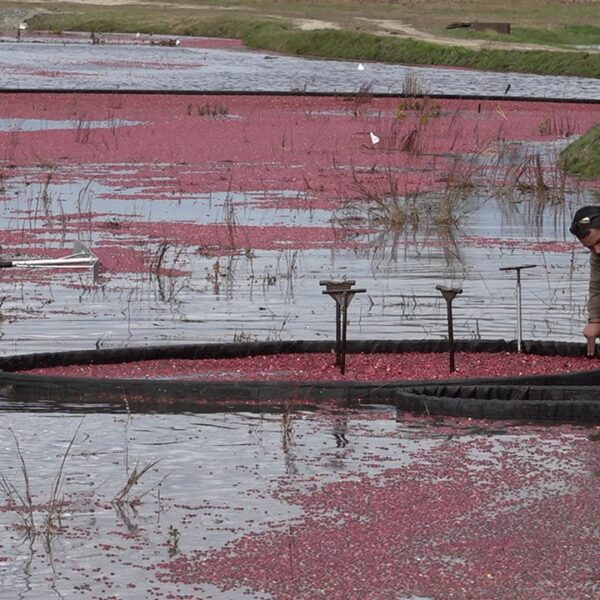 Cranberry farmers turning previous bogs into wetlands