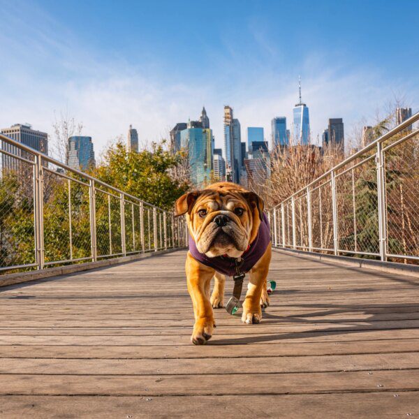 October Dogs Of The Dow Flash One Ideal ‘Safer’ Dividend Buy