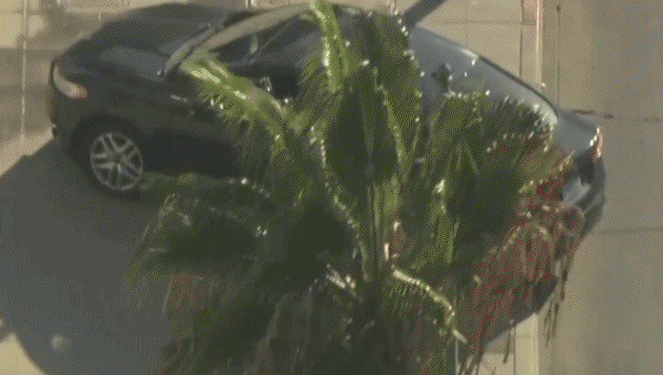 Driver barricades himself in automotive exterior Los Angeles City Hall prompting evacuation