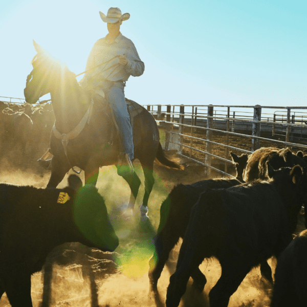 Argentina beef imports will not repair company focus, ranchers say