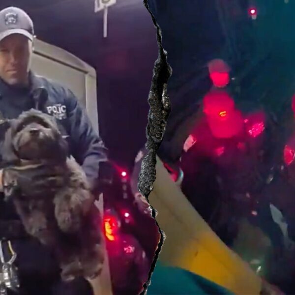 NYPD officers rescue lacking canine from underneath NYC subway practice