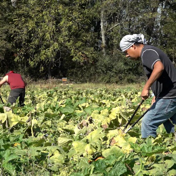 Drought situations throughout the U.S. pressure pumpkin patches