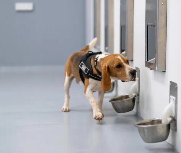 Startup Battlefield firm SpotitEarly educated canines and AI to smell out widespread…
