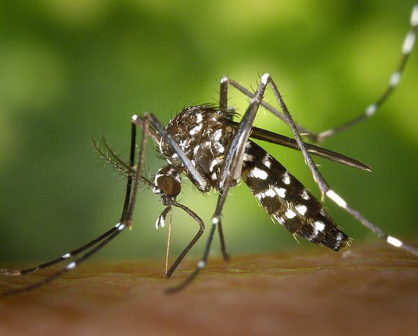 New York Confirms First Locally Acquired Chikungunya Virus Case within the U.S.…
