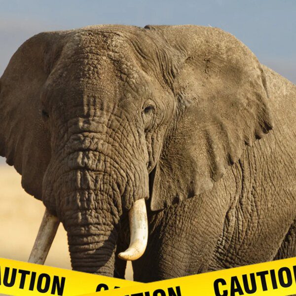 Elephants Attack Man, Later Return to Kill Him