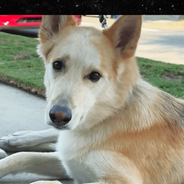 Dog Ingests Meth on Walk Through Los Angeles Neighborhood