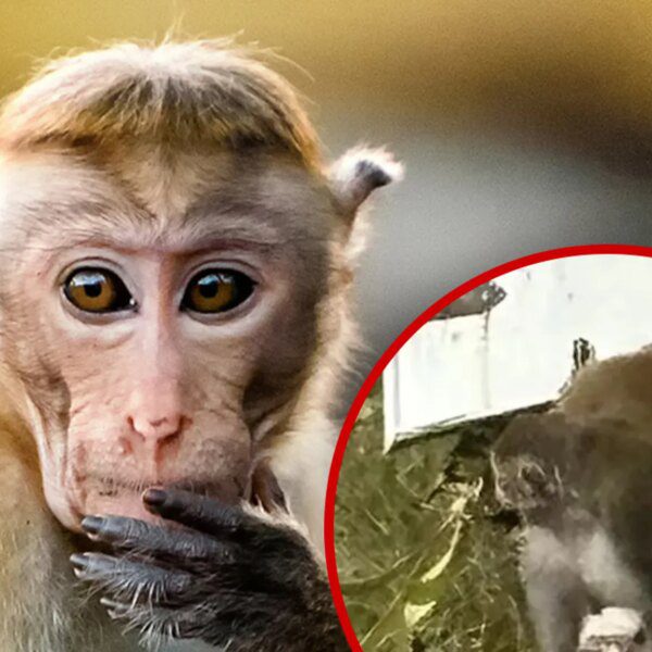 Escaped Monkey in Mississippi Killed By Frightened Mother