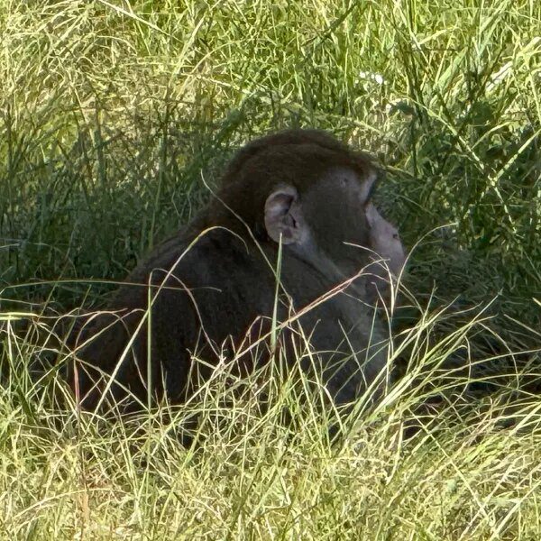 ‘I did what another mom would do to guard her youngsters’: Mississippi…