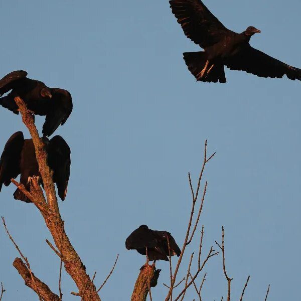 Cattle faces a rising menace from a protected vulture spreading north amid…