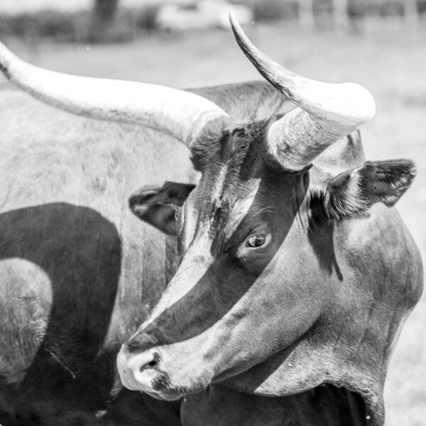 Analyst Says The Bull Run Isn’t Over – Investorempires.com