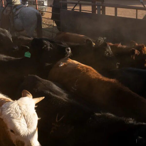 If you assume beef is dear now, simply wait till subsequent 12…