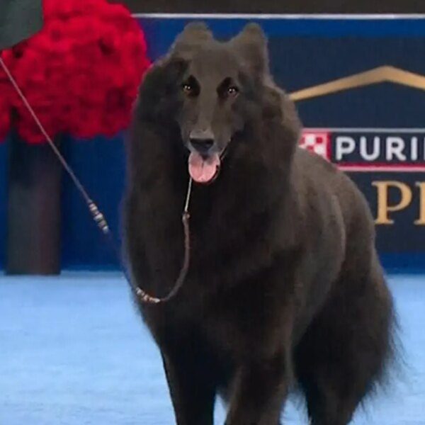 2025 National Dog Show Winner Announced, See Result & Pics