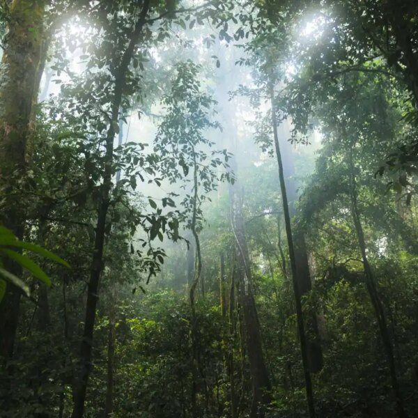 Google to purchase carbon credit from huge Amazonian reforestation venture
