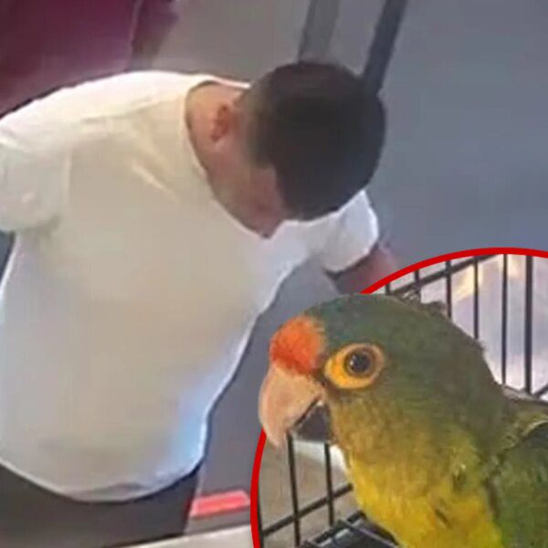 Man With Big Bulge Busted at Border With Endangered Birds in His…