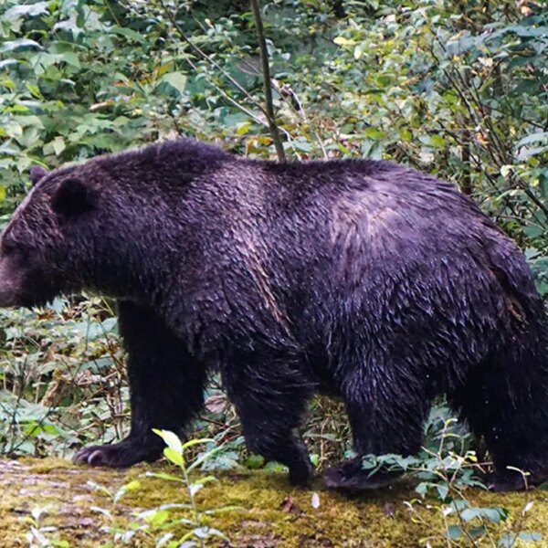 Teachers battle off grizzly bear attacking college students in British Columbia: ‘Heroes’