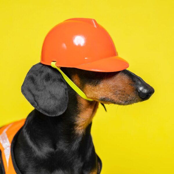 Dividend Power Dogs: 12 Ideal Safer November Stars