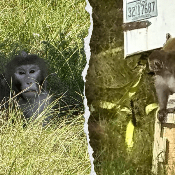 Mississippi mom says she shot escaped monkey to guard youngsters