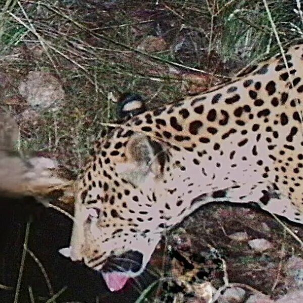 ‘This species is recovering’: Jaguar noticed in Arizona, removed from Central and…