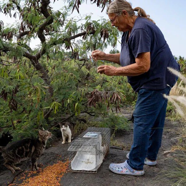 Hawaii’s Big Island cat lovers are livid a couple of feeding ban&hellip;