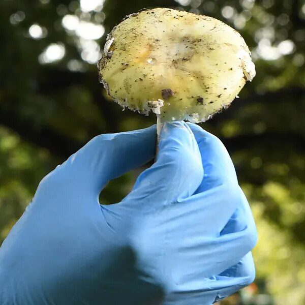 These poisonous wild mushrooms have prompted a lethal outbreak of poisoning in…