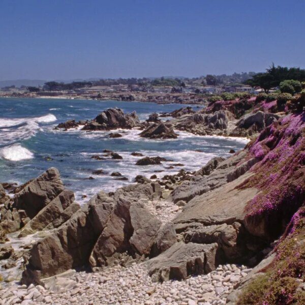 Witnesses see shark with obvious human physique close to Pacific Grove