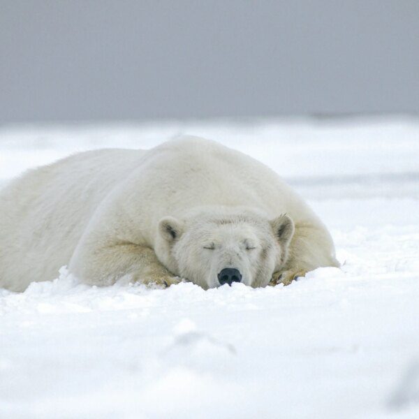 Commodities Surge, Equities Hold Firm, Crypto Falls Behind In 2025 Market Showdown