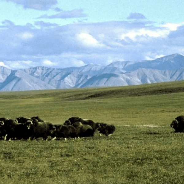 Alaska Natives assist Arctic drilling revival after Biden coverage reversal