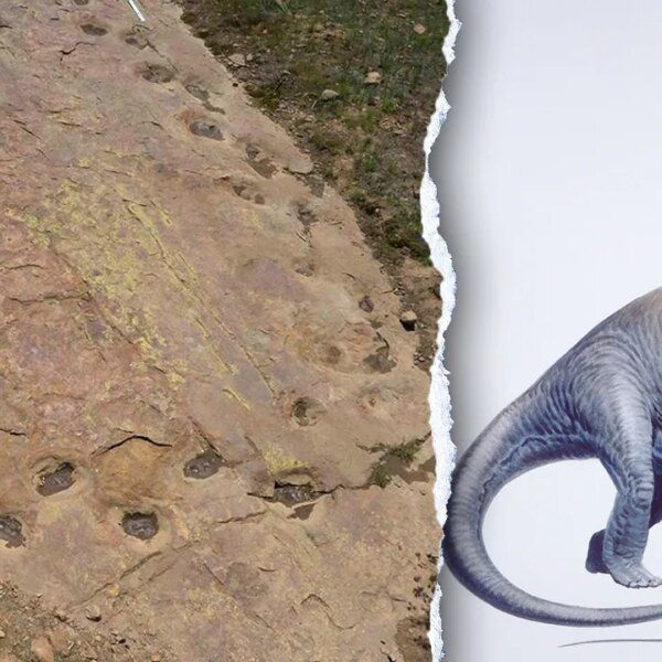 Dinosaur limping proof present in 150 million 12 months previous Colorado trackway
