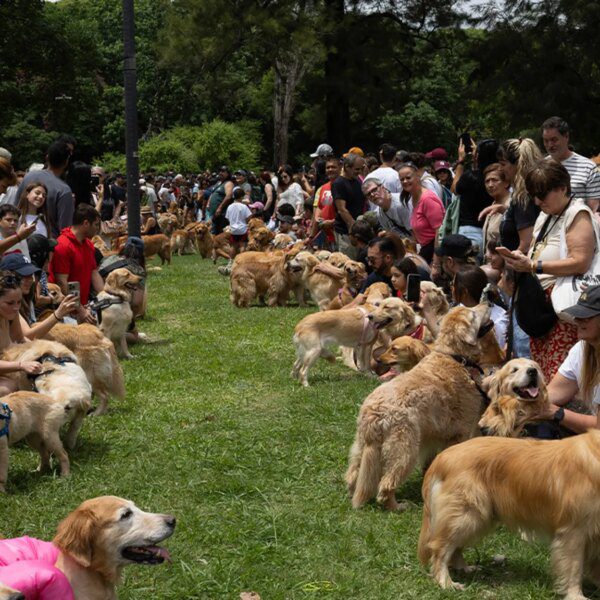Golden Retrievers Fetch World Record for Most Gathered in a Park at…