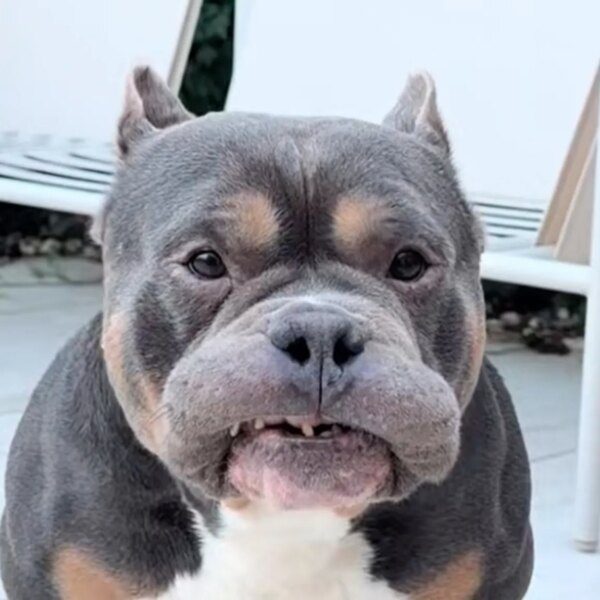 Beloved Dog Influencer Raffie Dies Suddenly on Christmas Eve