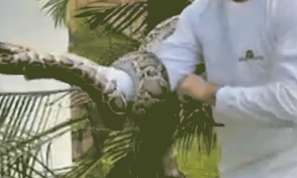 Six-foot python discovered hiding in palm tree close to Miami residence on&hellip;