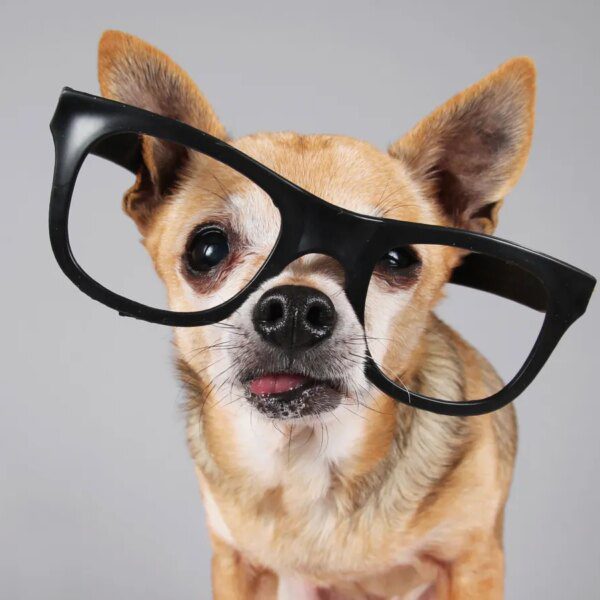 These are the very best devices in your pet proper now