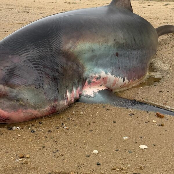 14-foot thresher shark dies after stranding off Massachusetts waters