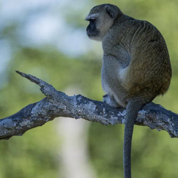 Monkeys are on the unfastened in St. Louis, and AI-generated jokes are&hellip;