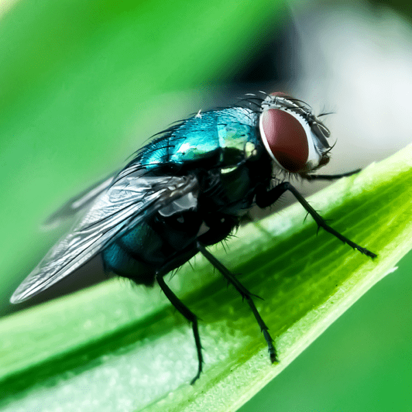 Texas Gov Greg Abbott points catastrophe declaration over screwworm menace