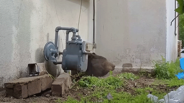 Strange technique lastly removes 550-pound bear from California dwelling crawl area