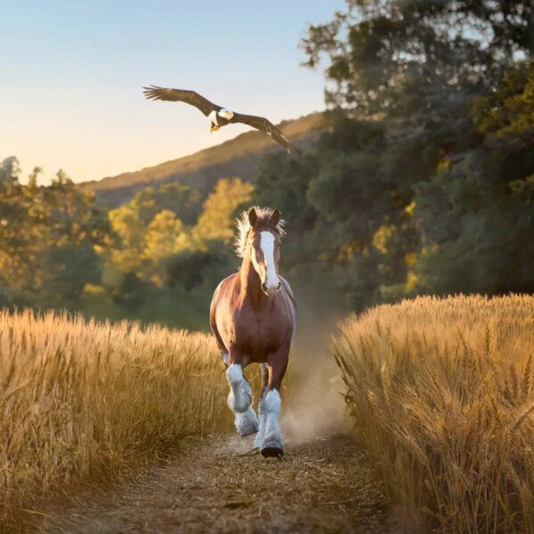 Budweiser returns to Super Bowl with new advert celebrating America and patriotism