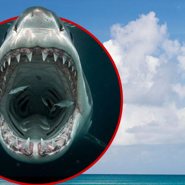 Woman Killed in Shark Attack in U.S. Virgin Islands