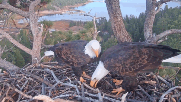 Second bald eagle egg laid at Big Bear Valley nest web site&hellip;