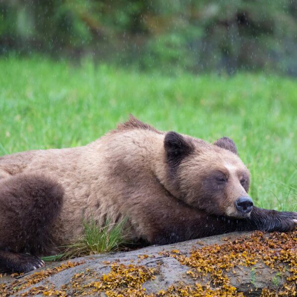 OMFL: Rating Downgrade Amid Protracted Underperformance, A Hold