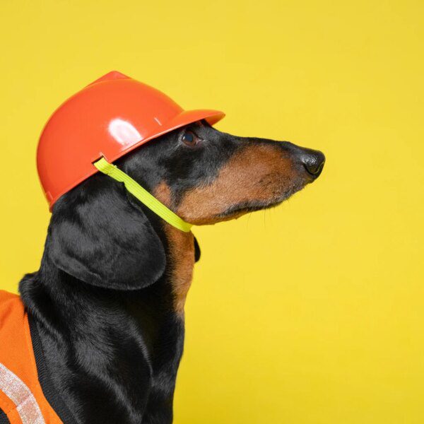 Buy Any Of January’s 6 Ideal ‘Safer’ Dividend Power Dogs