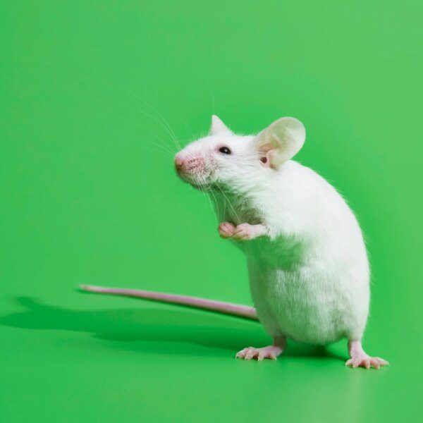 Elanco Animal Health: Innovation-Led Growth Model Plus Credible Deleveraging Path (ELAN)