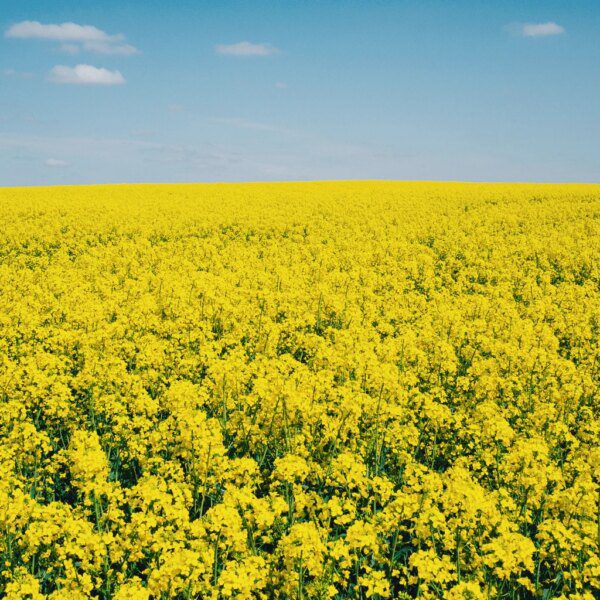 Cibus' Agri-Bio Gamble – Technology Is Promising, Cash Is Limited, Execution Is&hellip;