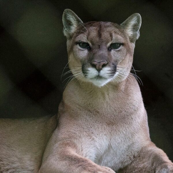 Fatal suspected mountain lion assault occurred weeks after one other encounter