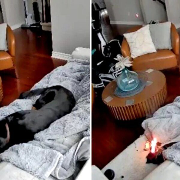 Ottawa home fireplace sparked by canine chewing lithium battery heated glove