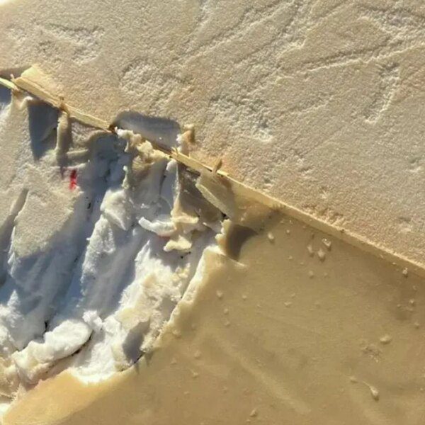 Surfer bitten, board snapped by shark off Northern California: stories