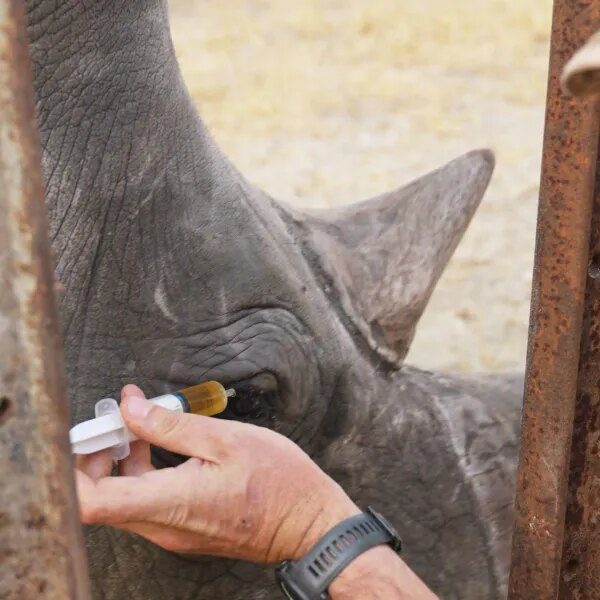 A rhino with bleeding eyes can lastly see once more after zoo&hellip;