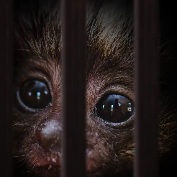 One method AI will not spoil the world: instruments to crack down&hellip;