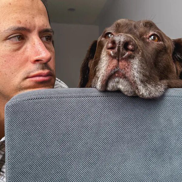 You love your canine an excessive amount of. Blame the damaged American&hellip;