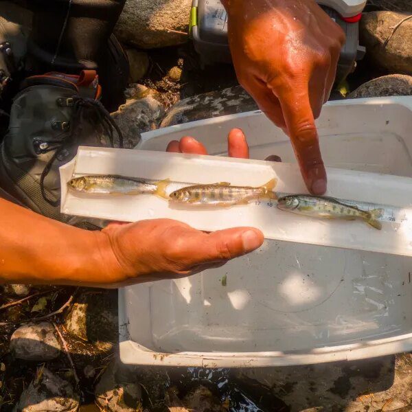 Trump torpedoed Biden’s plan to avoid wasting American salmon, leaving species ‘getting…